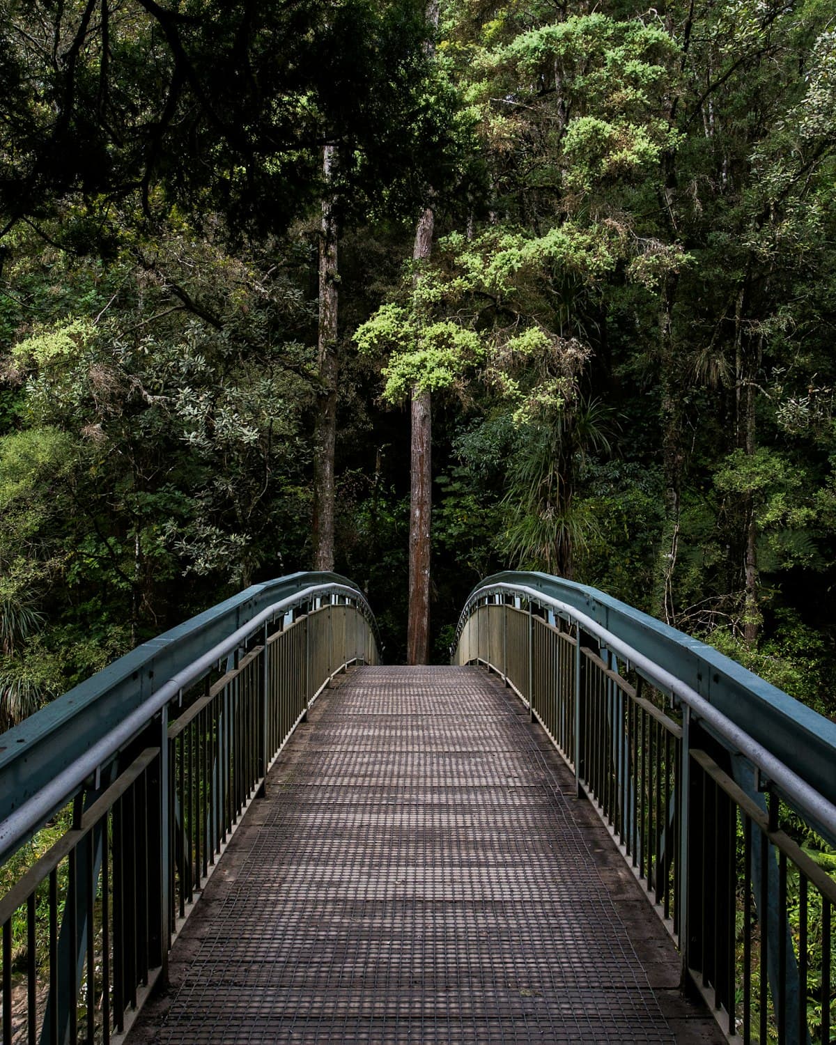 A wooden footbridge leading into a sunlit green forest