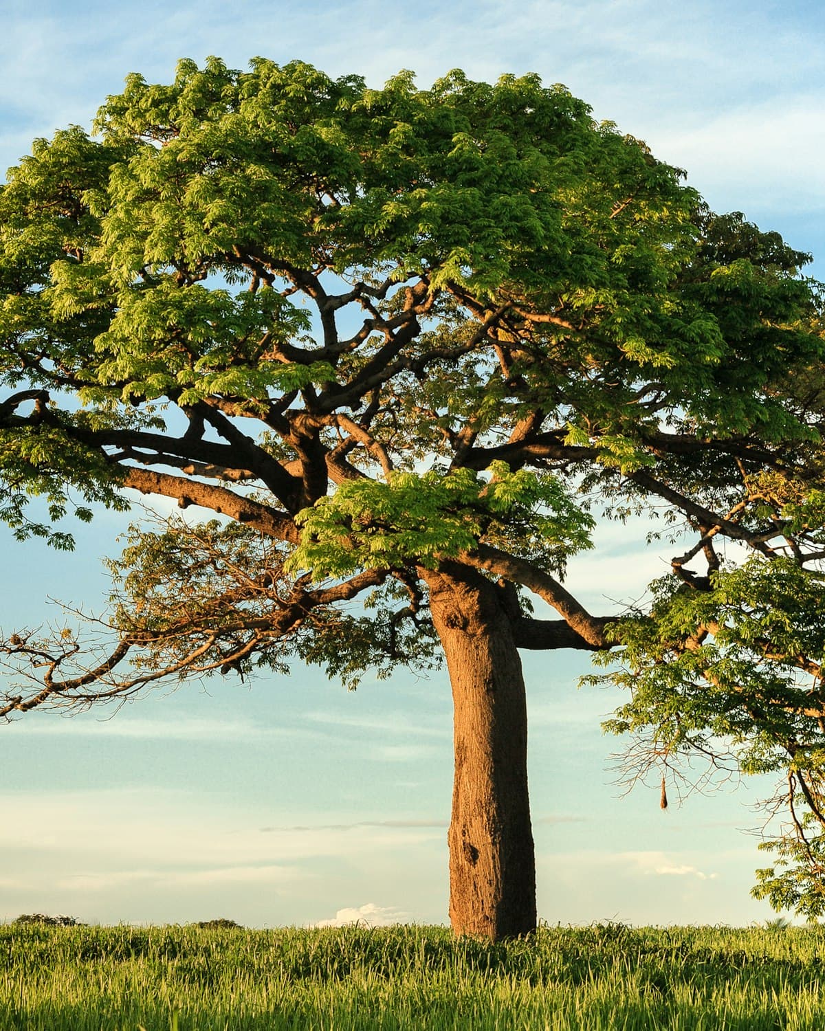 A single broad tree standing in an open green field