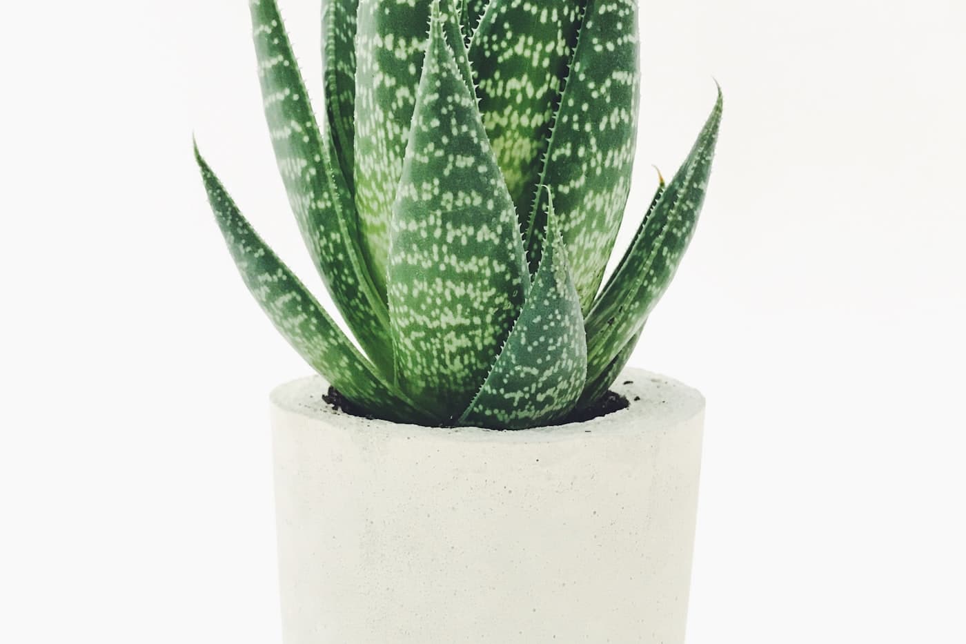 An aloe plant in a simple white pot