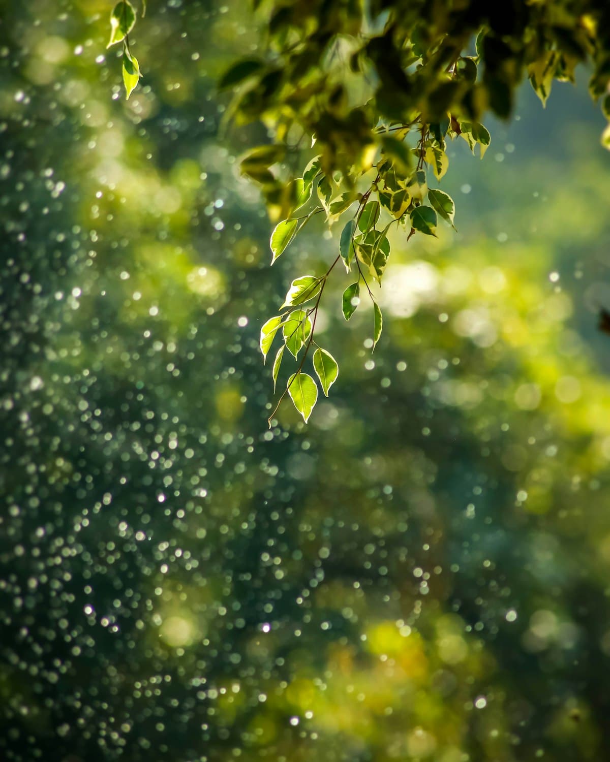 Fresh green leaves covered in morning dew, backlit by soft light