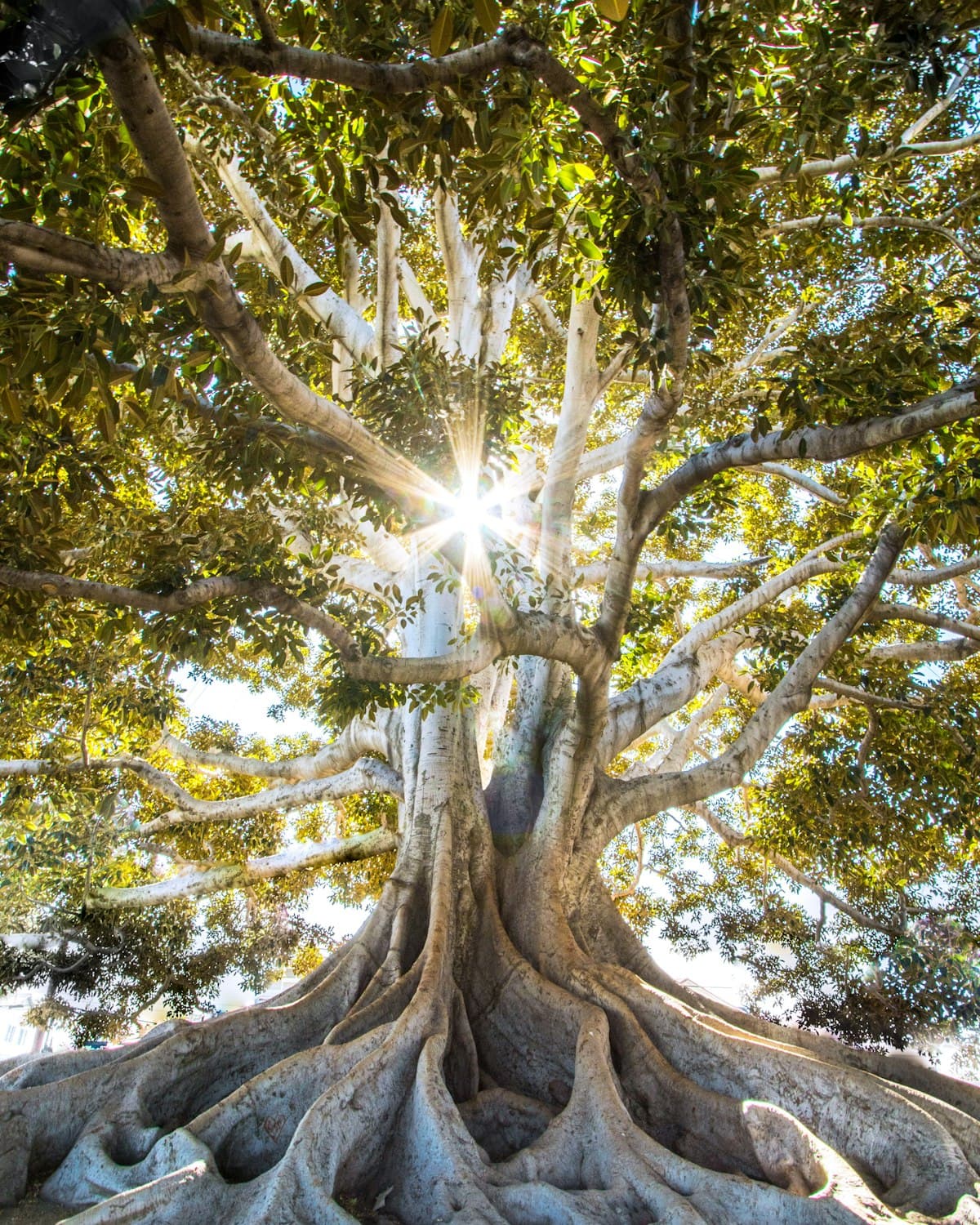 Sunlight bursting through the branches of a large tree