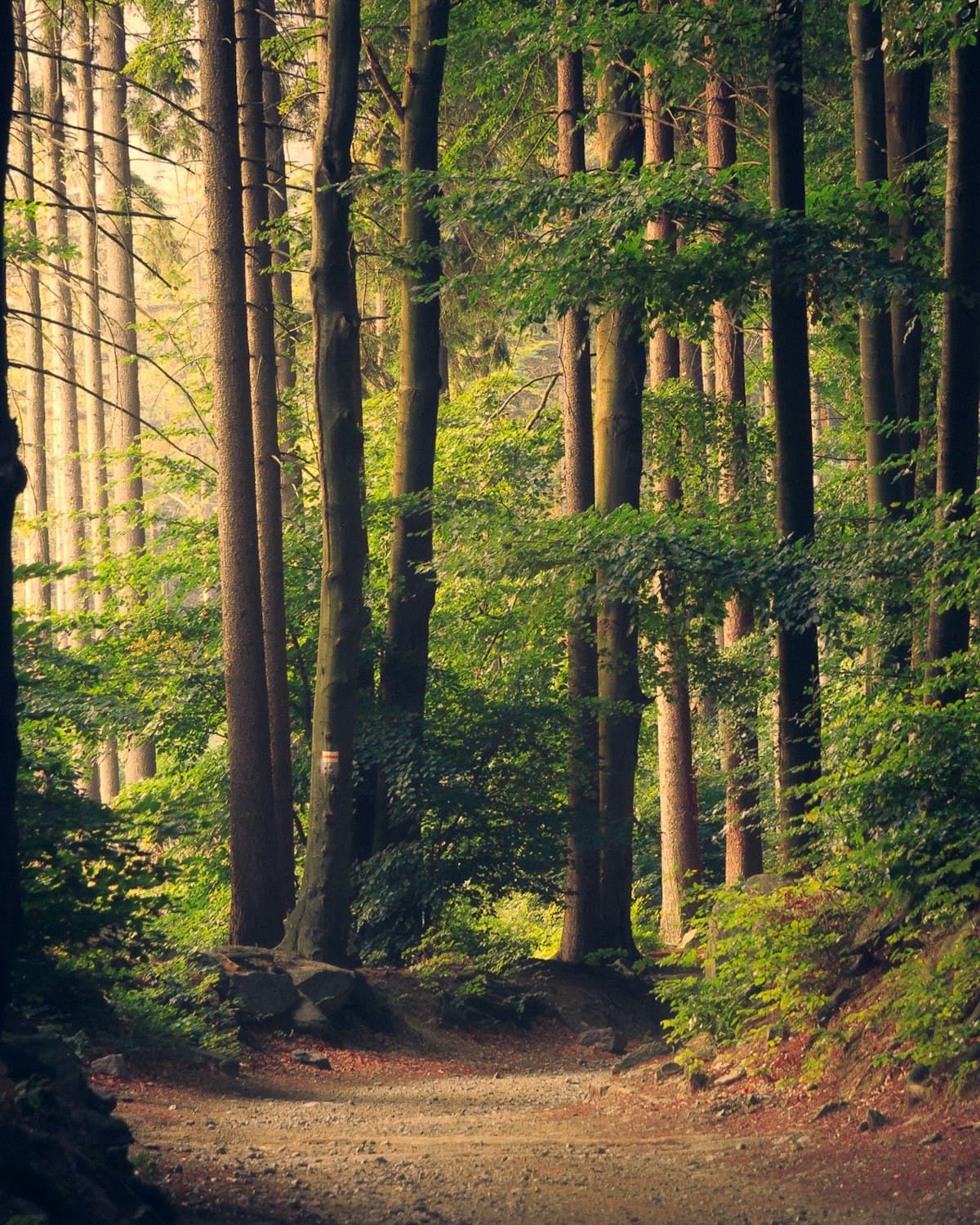 Tall trees rising along a sunlit forest path